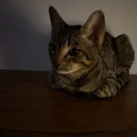 گمشده اسمش هیروعه|گربه|مشهد, نظام دوست|دیوار