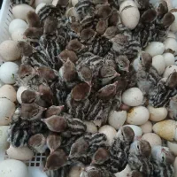 تخم نطفه دار ،جوجه مولد بالغ و کود بلدرچین کوهی