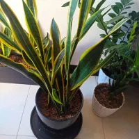 گیاه سانسوریا ابلق