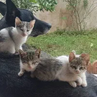 واگذاری رایگان بچه گربه|گربه|عباسآباد, |دیوار