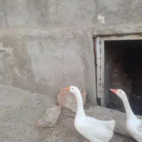 قوغاز و غاز