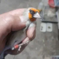 سهره نر اتیقه|پرنده|مشهد, شهرک بهارستان|دیوار