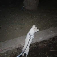 باسلام خسته نباشی