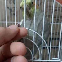 عروس هلندی نر و ماده|پرنده|تبریز, |دیوار