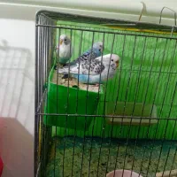 انتقال سرپرستی عروس هلندی ومرغ عشق مولد آماده تخم|پرنده|سلطانیه, |دیوار