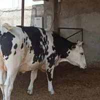 تلیسه آبستن سنگین