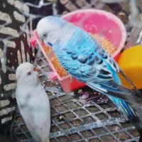 مرغ عشق|پرنده|فومن, |دیوار