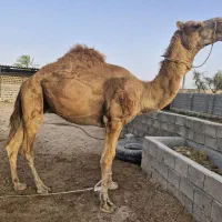 شتر نر