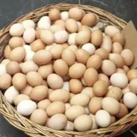 تخم مرغ محلی