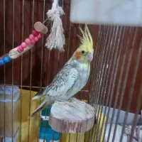 پرنده|پرنده|رودهن, |دیوار