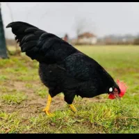 خروس قربانی سیاه کامل مشکی سفید رفع چشم زخم  24س