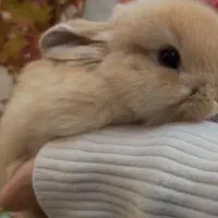 فروش خرگوش و موش