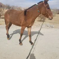 قاطر ۳سال|حیوانات مزرعه|لاران, |دیوار