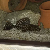 لجن خوار اسپورت|ماهی|کرمان, |دیوار