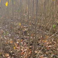 نهال|خدمات باغبانی و درختکاری|مشگین شهر, |دیوار