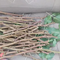 فروش ترکه پیوند پسته وپیوند زنی درختان|خدمات باغبانی و درختکاری|شاهین‌شهر, گزبرخوار|دیوار