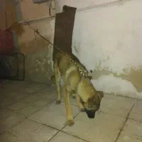 توله سگ سه ماهه سرابی ماده فی توافقی