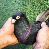 زاغ سیاه ابادانی