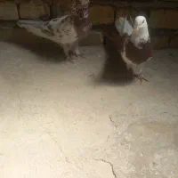 کبوتر فروش