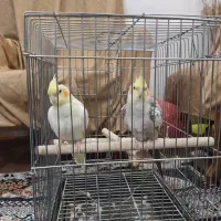 دوعددعروس هلندی۲۵۰۰۰۰۰۰ تومان|پرنده|شیراز, شیخ علی چوپان|دیوار
