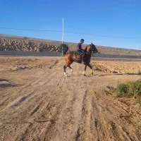 کره نریان 3 ساله