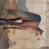 اسب سه ساله