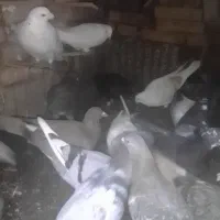 گمشده کبوتر|حیوانات|سبزوار, باهنر|دیوار