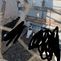 کبوتر طوقی|حراج|میاندوآب, |دیوار