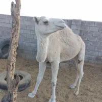دو نفر شتر نر