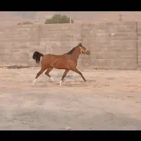 فروش اسب مادیون