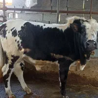 کوله داشتی بودیت تا 300تا
