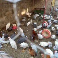 دستگاه جوجه کشی و مرغ شاخدار|حیوانات مزرعه|پیشوا, |دیوار