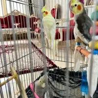 یه جفت عروس هلندی سخنگو 2