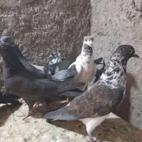 کبوتر گرفتنی  جوجه وکار