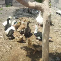 اردک پکنی جوان تخم گذار و گوشتی