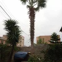 تک درخت پالم|خدمات باغبانی و درختکاری|فریدون‌کنار, |دیوار