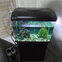 اکواریوم شرکتی