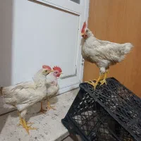 دوعدد خروس یک عدد مرغ