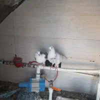 جفت پرشی مایه کفتر