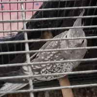 عروس هلندی|پرنده|لار, |دیوار