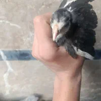 جوجه گلین فول کیفیت