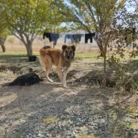 واگذاری سگ سراب زات قدیم