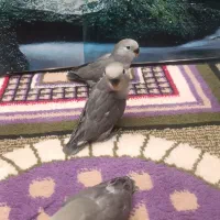 طوطی برزیلی|پرنده|پاکدشت, پاکدشت (مامازند)|دیوار