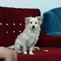 سگ پامرشیتزو  باهوش بامزه. واگذاری