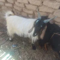 دوعددگوسفند