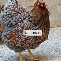 جوجه ویاندوت بلورد و جی اس جی آمریکایی اصیل