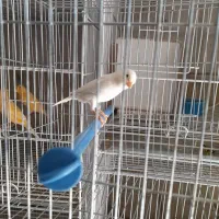 قناری نر بخون|پرنده|بم, |دیوار