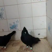 سیاه و سرکه ای