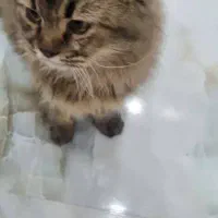 گربه بریتیش شناسنامه دار|گربه|سیرجان, |دیوار