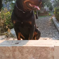 واگذاری سگ روتوایلر|سگ|امامزاده عبدالله, |دیوار